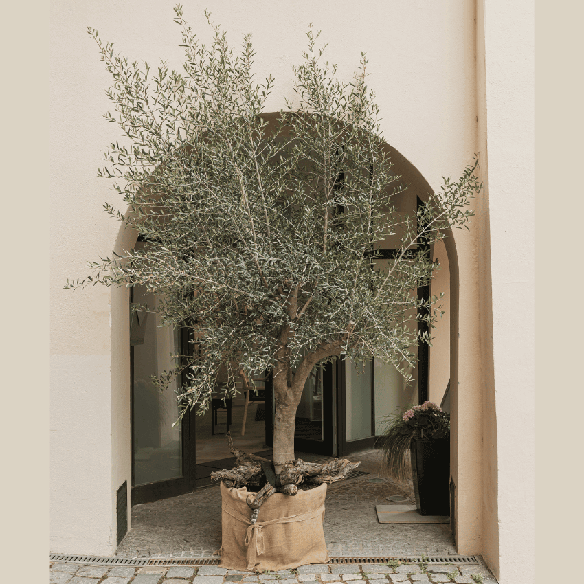 Semi-Fruitless Wilson Olive Tree